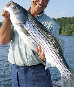 Go Now For Hudson River Striped Bass