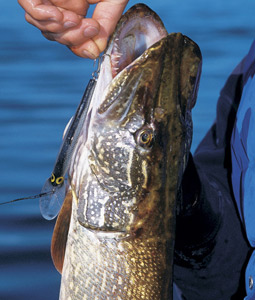 Our Best Western Region Pike Lakes
