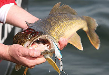 Our Hotspots For Early Season Walleyes