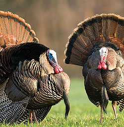 Ohio's Public-Land Spring Turkeys