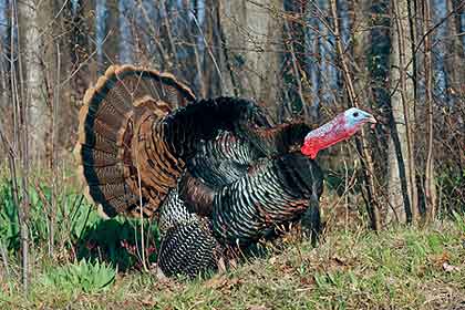 Ohio&apos;s 2010 Wild Turkey Outlook