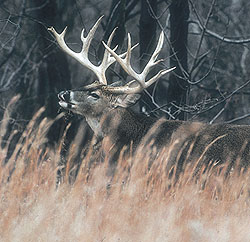 Ohio's 2009 Deer Outlook Part 2: Where To Find Our Biggest Bucks