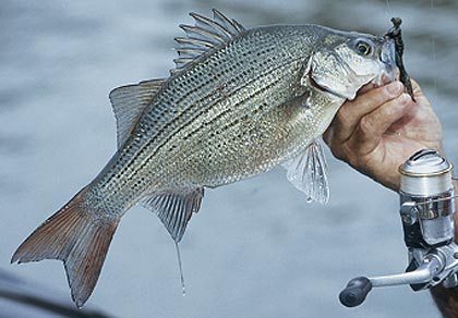 Super Spots For Sand Bass - Game & Fish