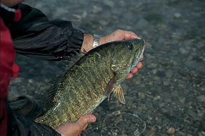 Pennsylvania's Top 10 Spring Bass Waters - Game & Fish
