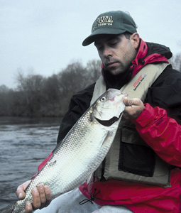 Super Shad Fishing On The Delaware River
