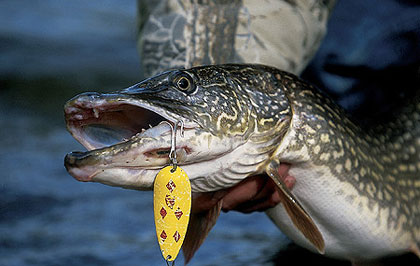 Timing The Pike Bite Just Right - Game & Fish