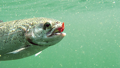 Advanced Level Trolling Tips For Trout And Landlocked Salmon