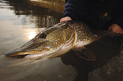 Find The Shallow Pike Bite - Game & Fish