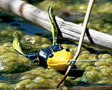 Frogs -- The Bait Bass Can't Ignore - Game & Fish