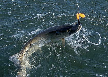 Presentations For Late-Summer Muskies - Game & Fish