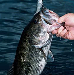 September Bass Fishing Tips - Game & Fish