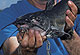 Carolina's Moving-Water Catfish