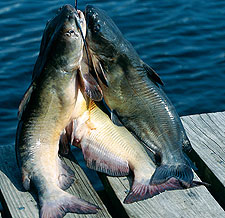 Carolina's Best Catfish Angling In 2006