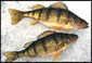 Minnesota's Panfish Hotspots
