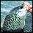 Catching Lone Star Crappie