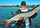 Minnesota's Best Bets for Muskies