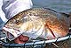 South Carolina Redfish Tactics