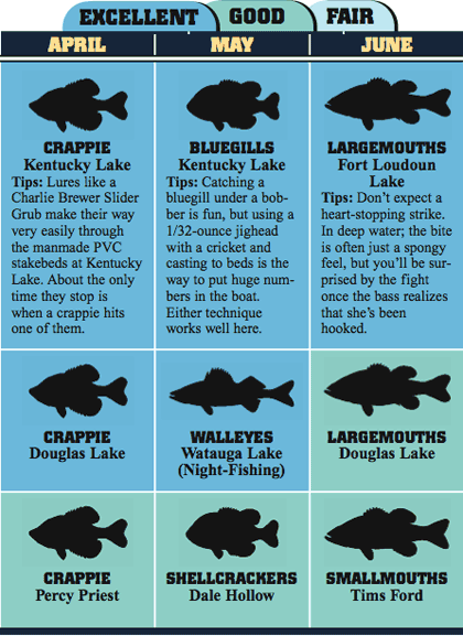 Tennessee&apos;s 12-Month Angling Planner