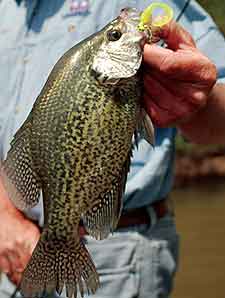 Tennessee's Spring Crappie Hotspots