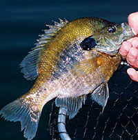 6 Super Picks For Tennessee Panfish - Game & Fish