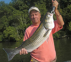3 Lakes For Tennessee Stripers