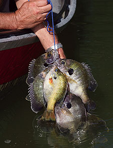 Tennessee's Best Bets For Bream