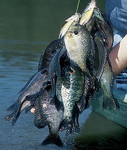 Your Guide To Virginia&apos;s Best Bream Fishing
