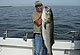 Our Spring Trophy Saltwater Stripers
