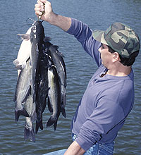 Tidal River Catfish Angling In Virginia