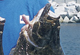 Virginia&apos;s Best July Flounder Fishing