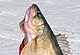 Icing Wisconsin&apos;s Day-Bite Walleyes