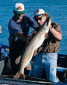 How To Catch The Elusive Musky Fish, Release It And Still Have It
