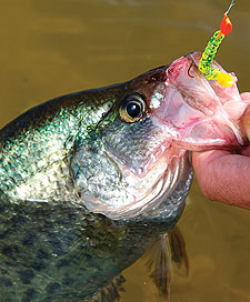 fall Crappie