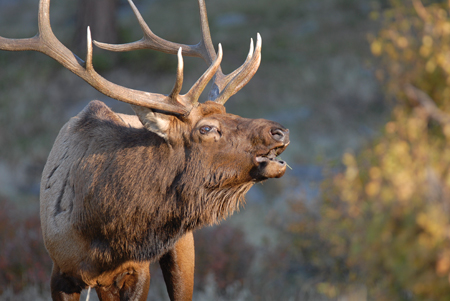 Wilderness Elk Hunting in Colorado