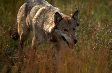 Montana Wolf Hunt Count At 44