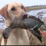 Cooper and shoveler