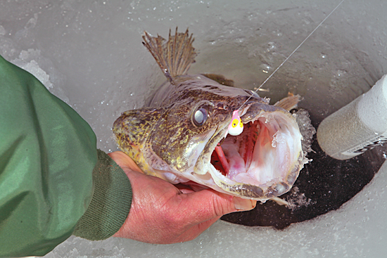 Quickie Ice-Fishing Tactics For Walleye - Game & Fish