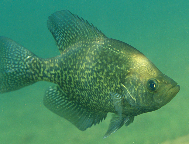 Six Surefire Tactics For Pre-Spawn Crappie