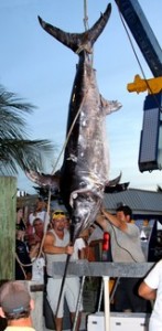 Florida swordfish
