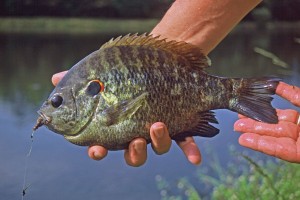 Best Alabama Bream Fishing Spots - Game & Fish