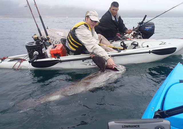 Giant Sea Bass Drags California Angler to Sea