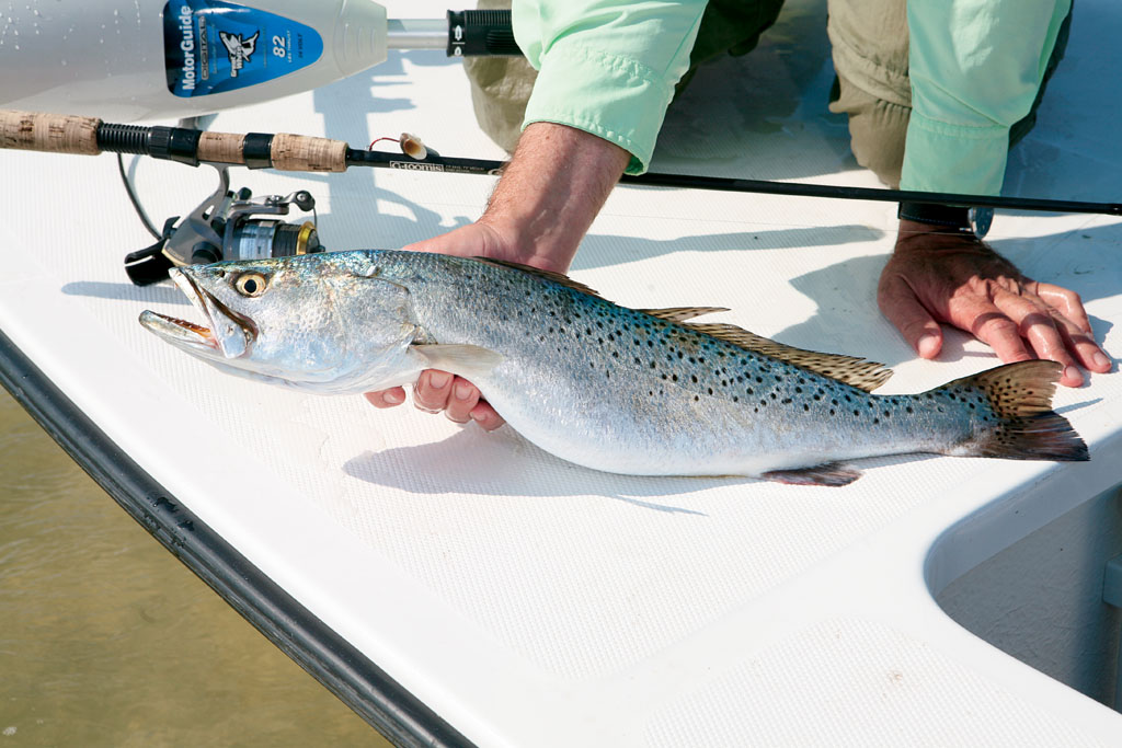 Now's The Time for Gulf Coast Speckled Trout Fishing