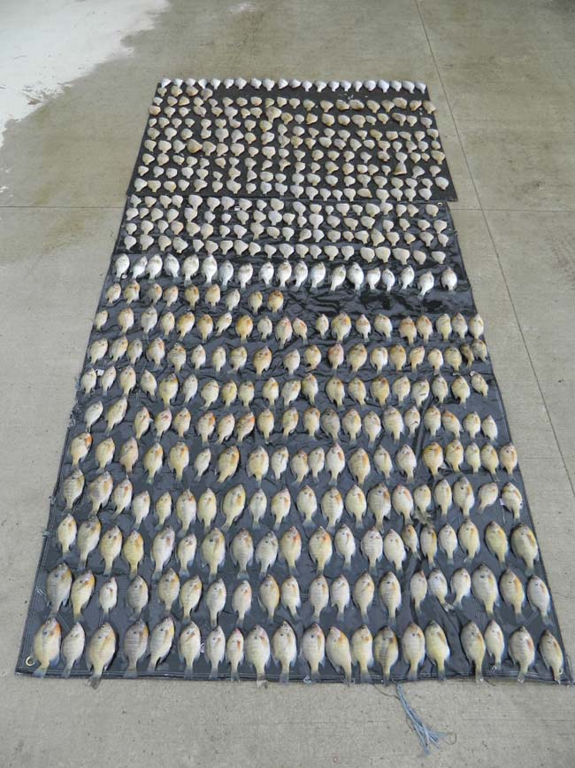 Minnesota Angler Faces Charges for Gross Over-the-Limit