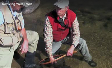 The Best Way To Release Trout