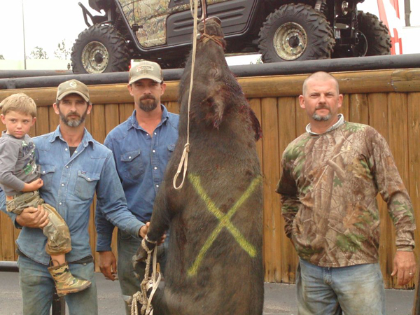 What's Behind the Southern Hog Hunting Culture?