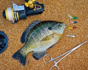 How to Catch a Big Bluegill this Summer - Game & Fish
