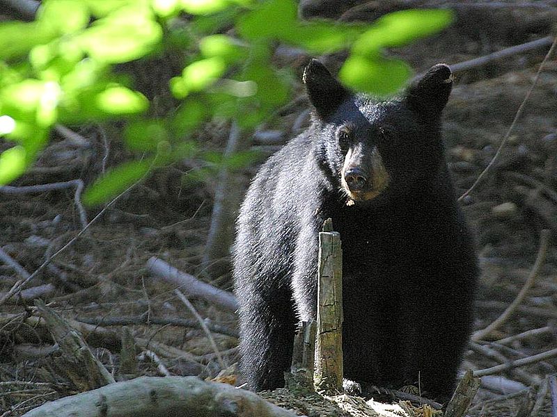 Woman Mauled in Worst Black Bear Attack in Florida History