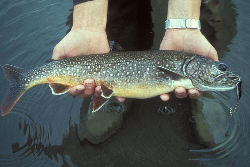 trout fishing, fishing for trout, lake trout, trout fishing in wisconsin