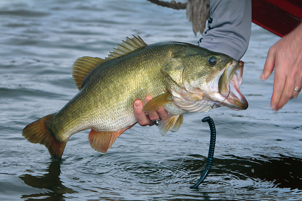 February Bass Fishing in South Carolina