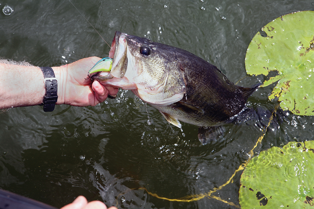 Top Places for Bass Fishing in Connecticut